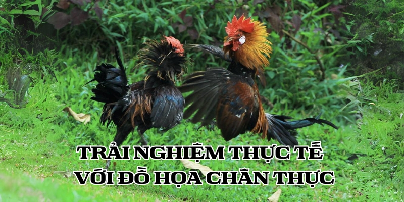 Trải nghiệm đá gà E2BET thực tế với đồ họa chân thực